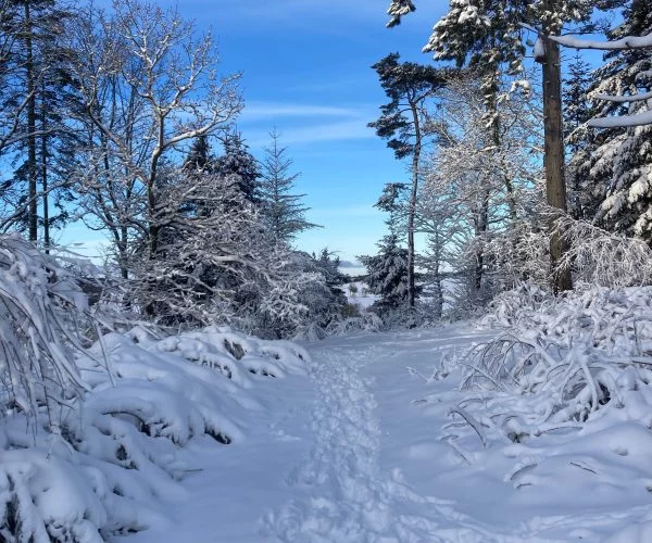 Søvind Skov i sne